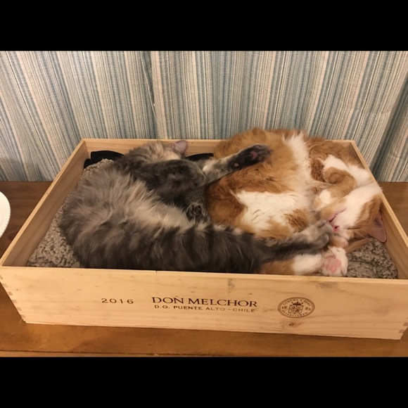 Meet your Posher, Meitra - Picture 7 of 7